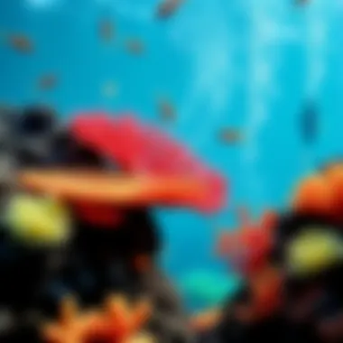 Coral Reef Ecosystem