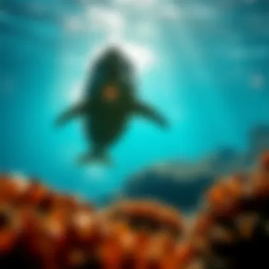 Marine Conservation Efforts