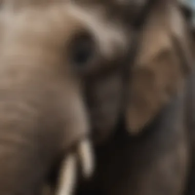 Close-Up of Indian Elephant's Trunk and Tusks