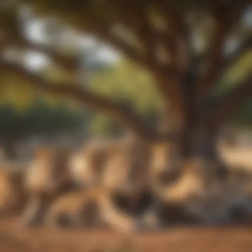 A pride of lions resting under the shade of a tree in the savannah.