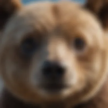 A close-up of a bear cub's face showing curiosity