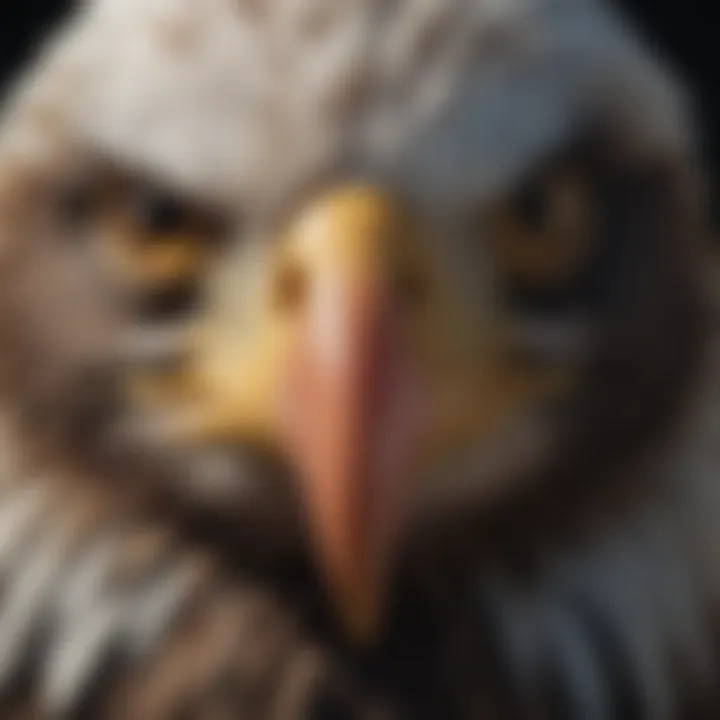 Close-up of the intense gaze of an American Bald Eagle