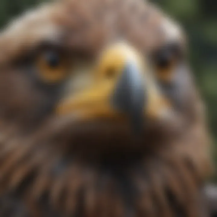 Close-up of the intense gaze of a cool eagle