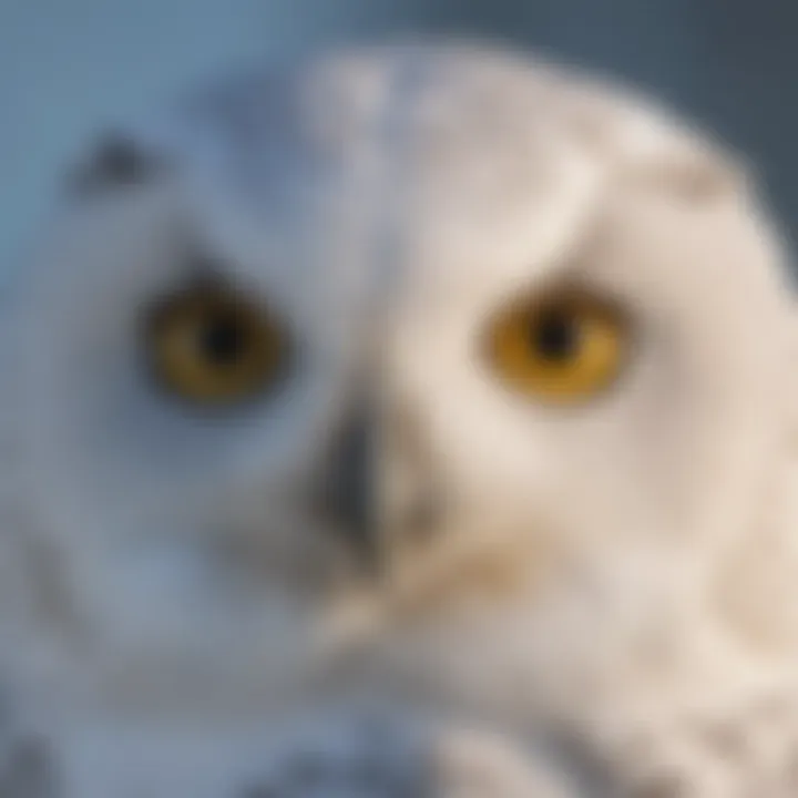 A close-up of a snowy owl's striking yellow eyes