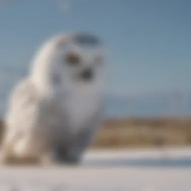 A snowy owl hunting in the tundra
