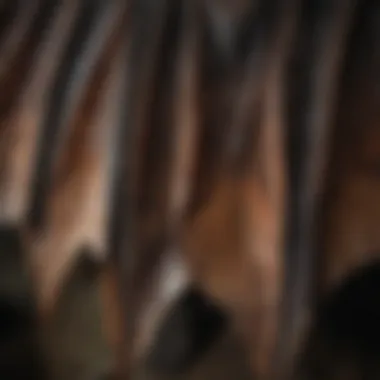 Close-up of intricate bat wing patterns