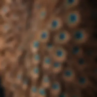 Brown Peacock Displaying Intricate Plumage Patterns