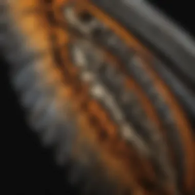 Close-up of butterfly wings showcasing intricate patterns