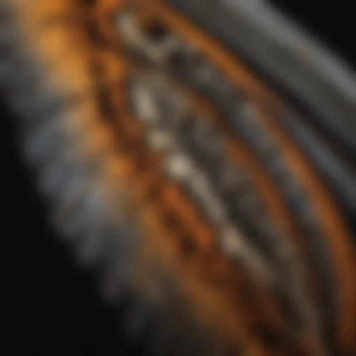 Close-up of butterfly wings showcasing intricate patterns