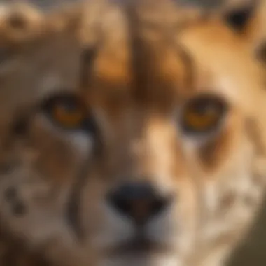 Gaze of a Hunter Close-up of a cheetah's striking eyes