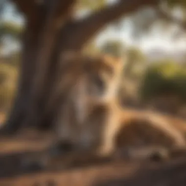 The Art of Relaxation A cheetah resting in the shade under a tree