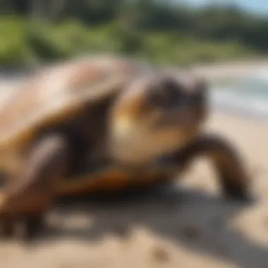 Community Involvement in Loggerhead Conservation Conservation efforts for loggerhead turtles with volunteers at the beach