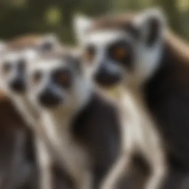 A group of ring-tailed lemurs engaging in social grooming, highlighting their strong social bonds and interactions.