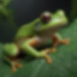 A vibrant green tree frog resting on a leaf