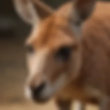 The Unique Development of Kangaroo Young Close-up of a kangaroo's pouch with a joey peeking out