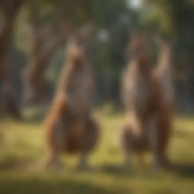 Social Dynamics of Kangaroo Groups Group of kangaroos socializing in a grassy landscape
