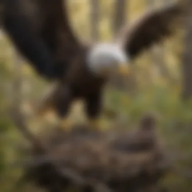 Bald eagle nest with eaglets being nurtured