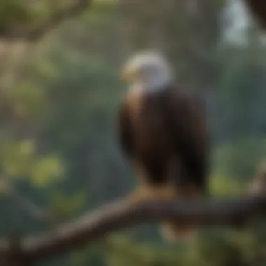 Bald eagle perched on a tree branch overlooking its territory