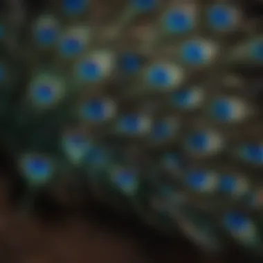 Iridescent Feathers of Peacock Feet