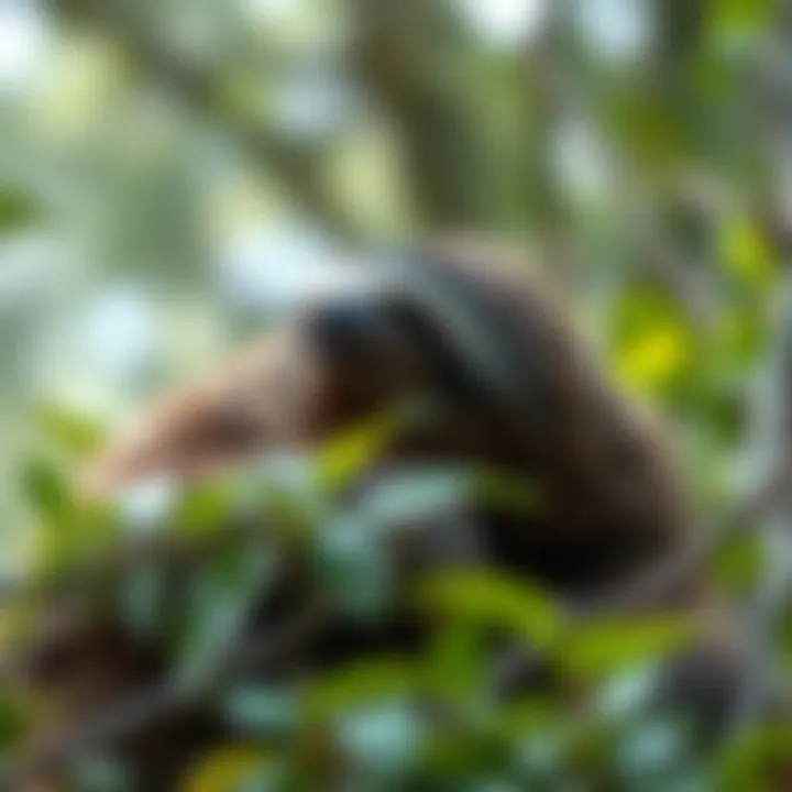 Sloth in its natural habitat