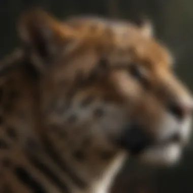 Male Jaguar Profile Profile view of a large male jaguar displaying its impressive size