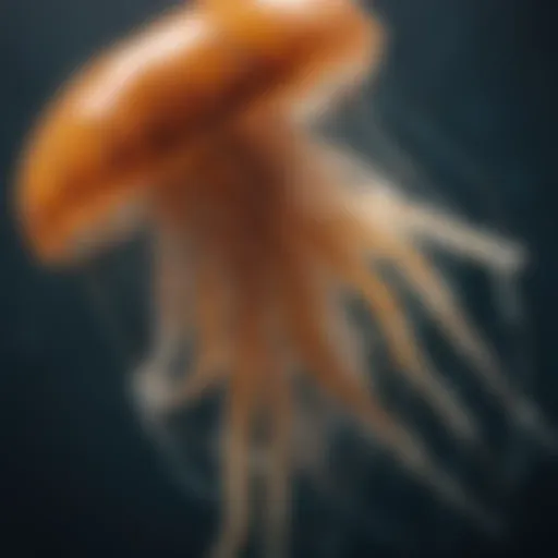 Illustration of jellyfish anatomy