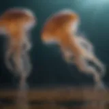 Graceful Ballet of Jellyfish Movement