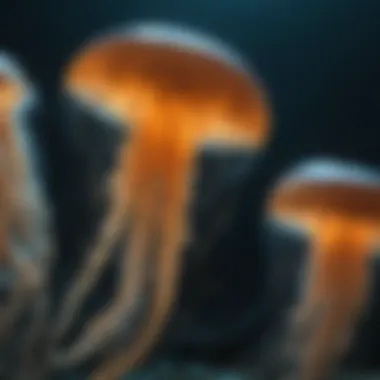Bioluminescent Wonders of Jellyfish Jellyfish bioluminescence