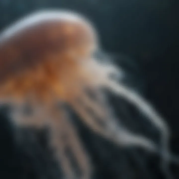 Close-Up of Jellyfish Feeding Mechanism in Action