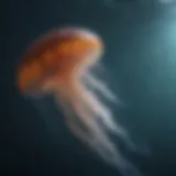 Majestic Jellyfish Gliding Through Ocean Waters