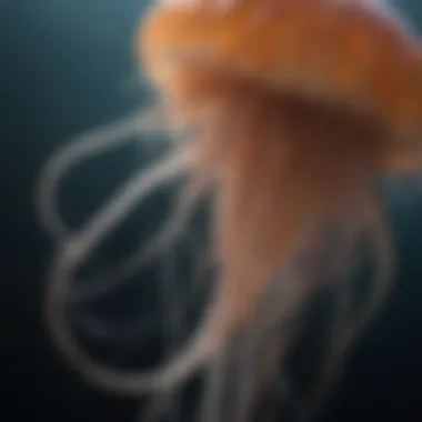 Jellyfish in Intricate Dance of Tentacles