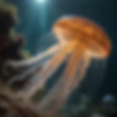 Jellyfish navigation