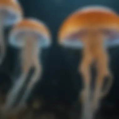 Jellyfish sensory adaptations