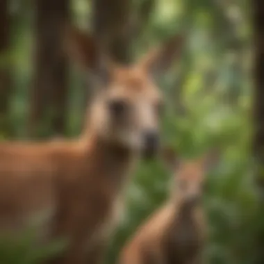 Kangaroo joey peeking out from its mother's pouch in a lush green forest