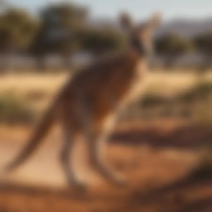 Kangaroo Hopping Across the Savannah