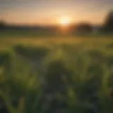 Kentucky Bluegrass fields under a golden sunset