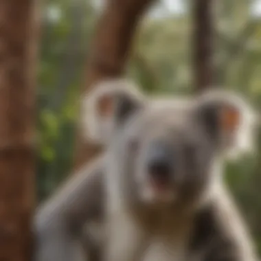 Koala Conservation Efforts in Action