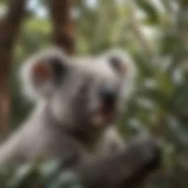 Koala Enjoying Eucalyptus Leaves