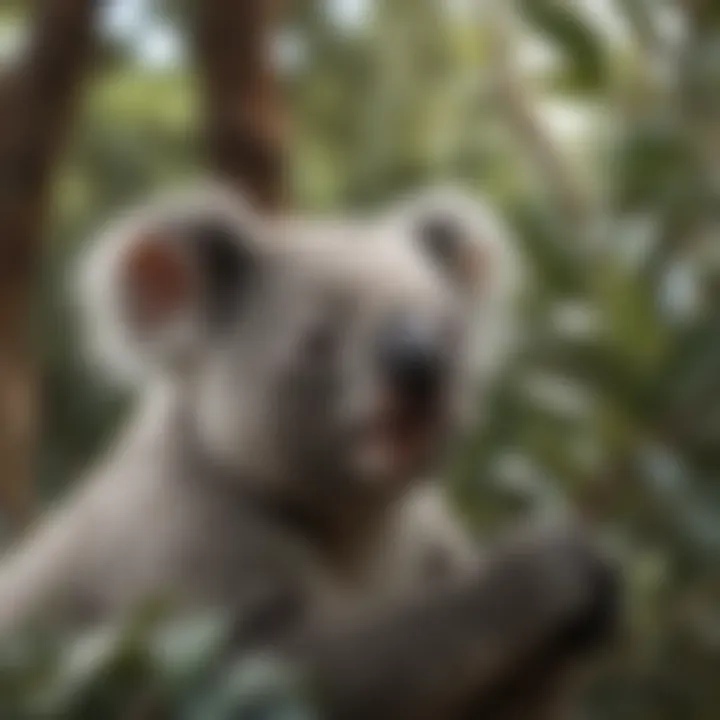 Koala Enjoying Eucalyptus Leaves