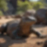 Majestic Komodo dragon basking in the sun