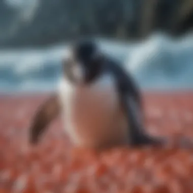 Krill: The Nutrient-Rich Delicacy for Penguins