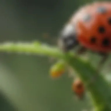 Ladybug and Aphids Interaction