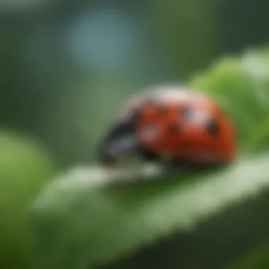 Ladybug Crawling on Green Leaf