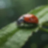 Close-up of a ladybug on a green leaf