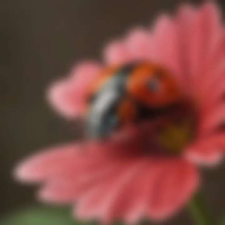 Close-up of a ladybug delicately perched on a vibrant flower petal