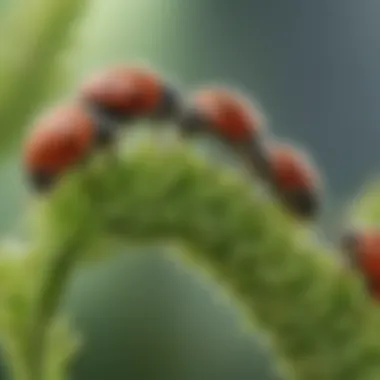 Close-up of ladybugs consuming aphids on a plant