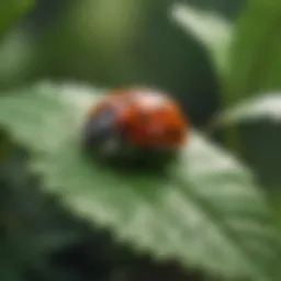 Close-up view of a ladybug on a leaf