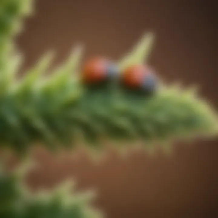 Ladybug larvae on a plant