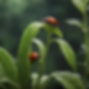 Illustration of ladybugs on lush green plants