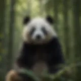 Majestic Panda Bear in Bamboo Forest